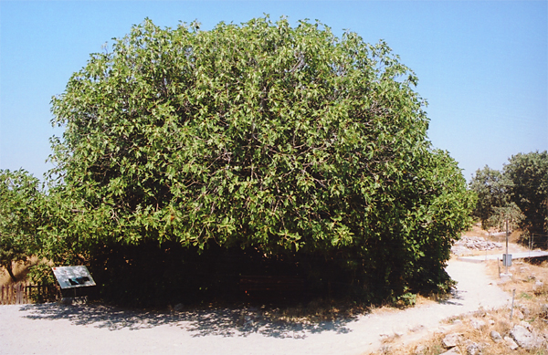 Fig Tree in Troy